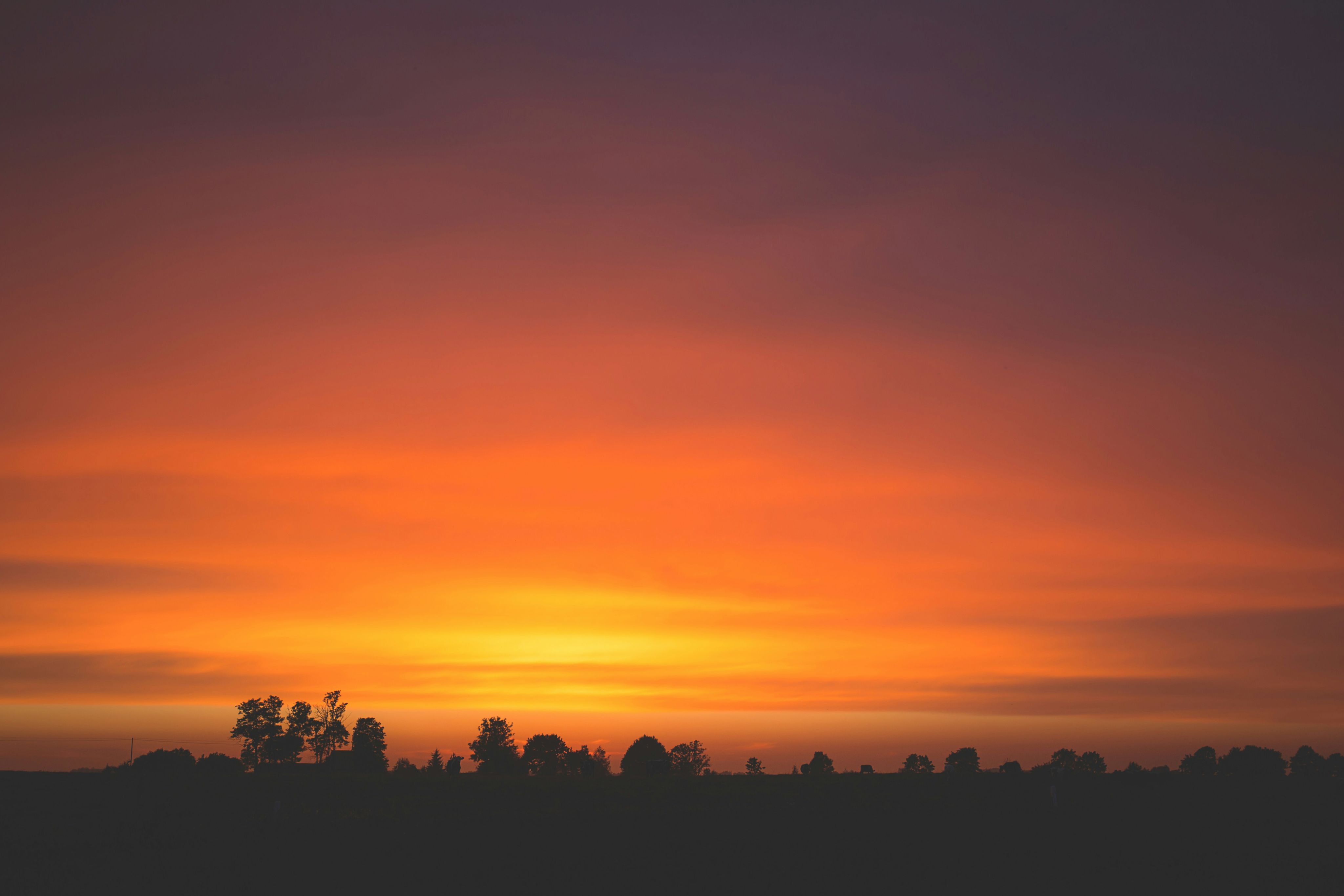 silhouette of trees
